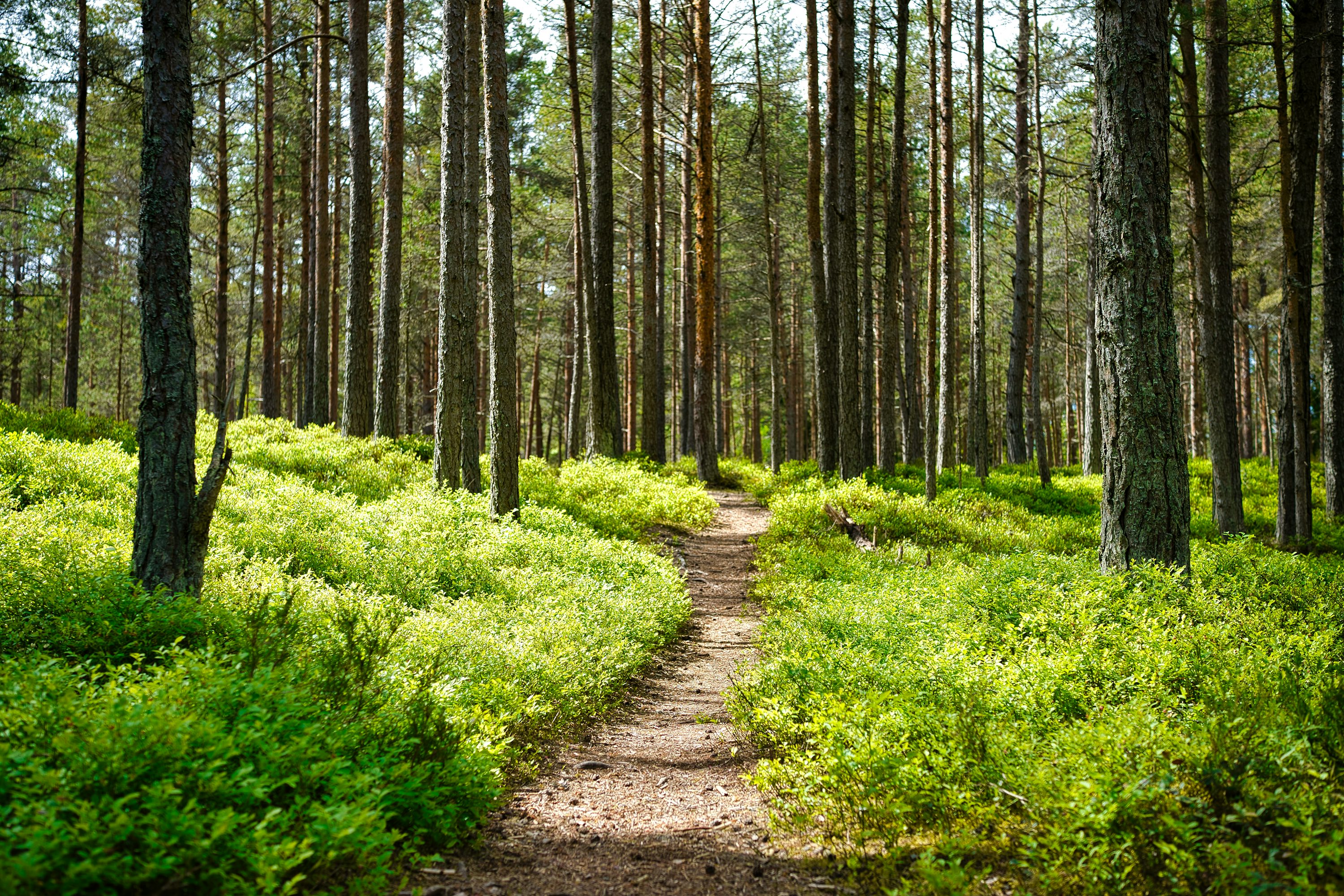 Forest Trail